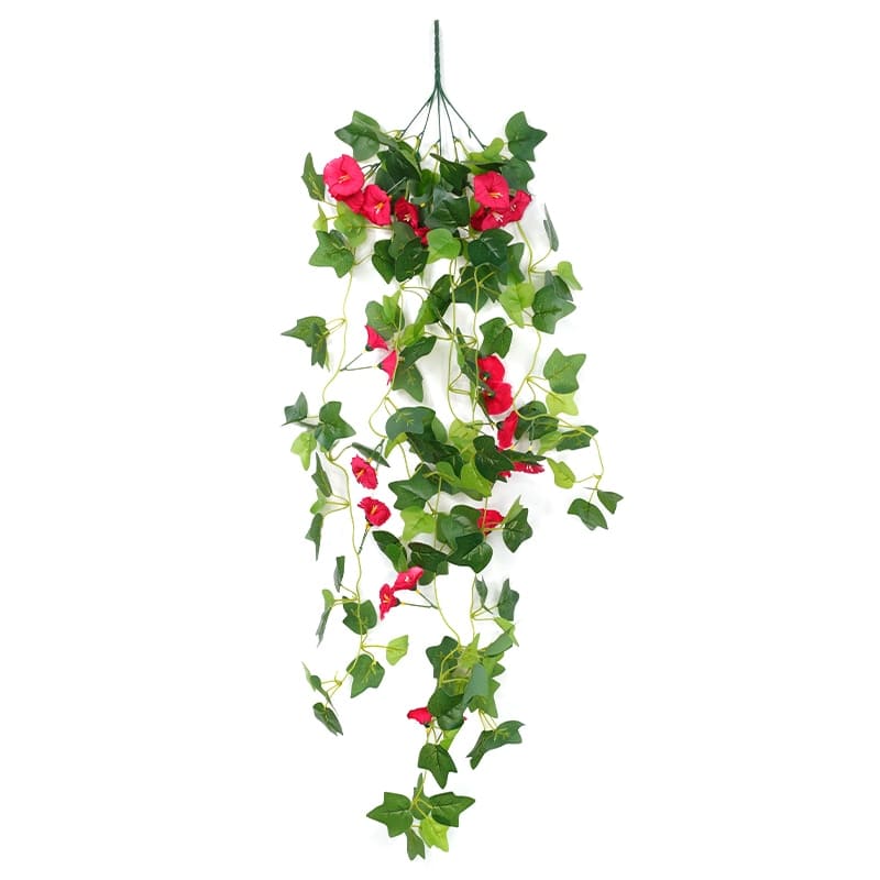 Fleurs Morning Glory