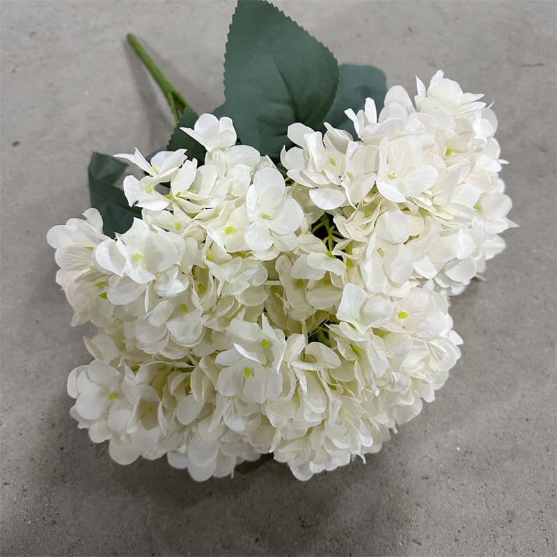 Hortensia Blanc XL