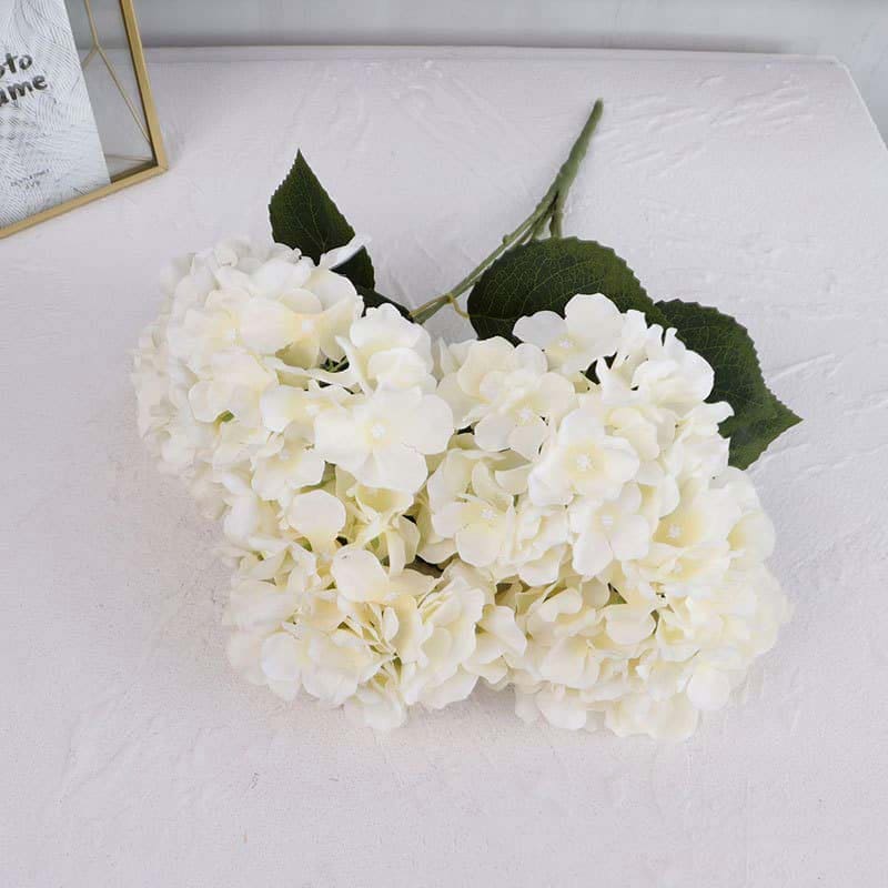 Hortensia Blanc XL