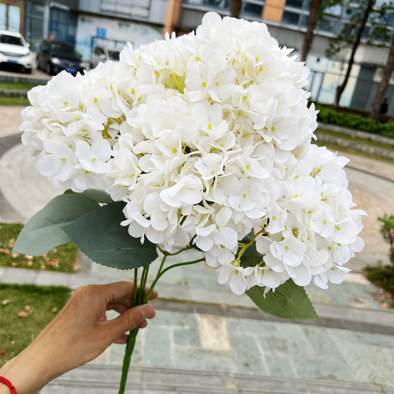 Hortensia Blanc XL