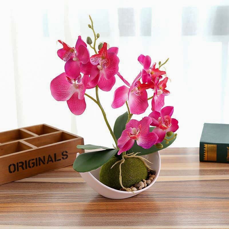 Mini Orchidée