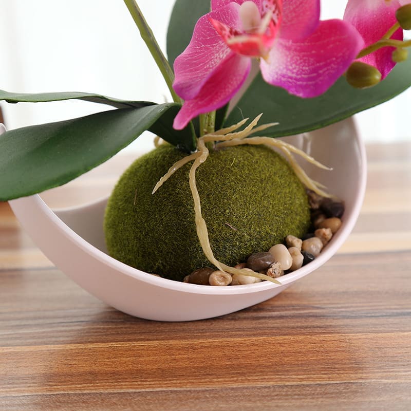 Mini Orchidée