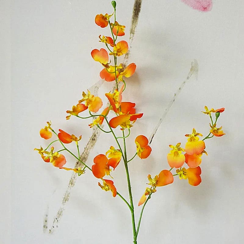 Cambria Orchidée.