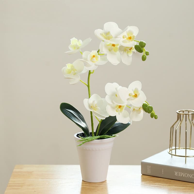 Orchidée Papillon