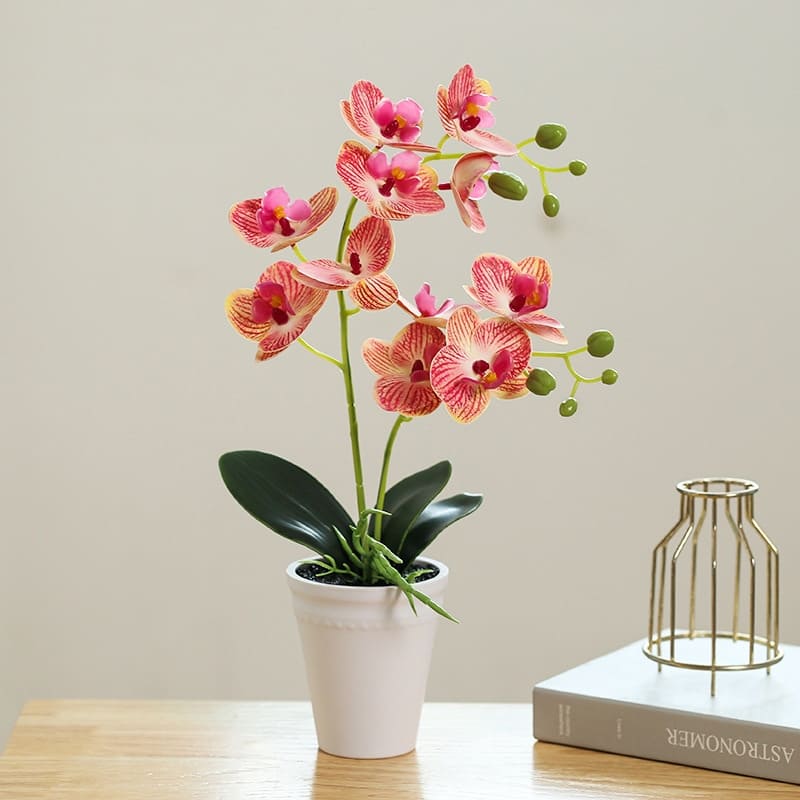 Orchidée Papillon