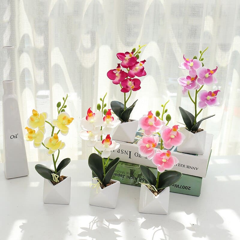 Orchidée Phalaenopsis Blanche en Pot