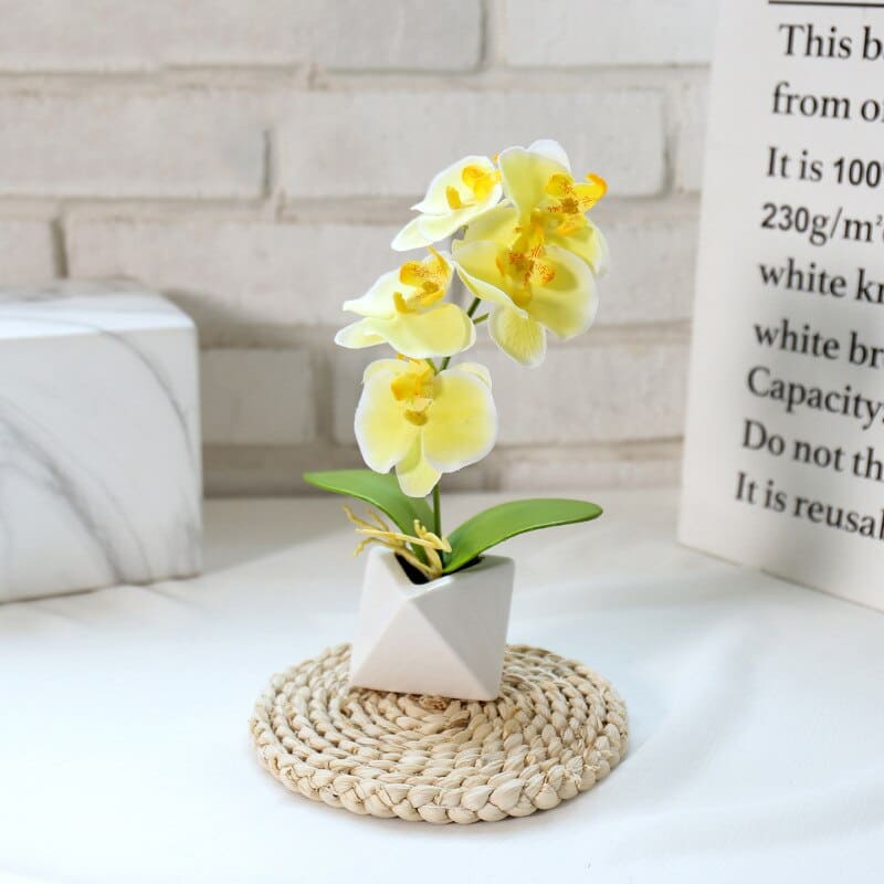 Orchidée Phalaenopsis Blanche en Pot