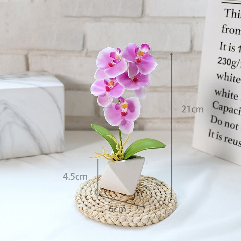 Orchidée Phalaenopsis Blanche en Pot