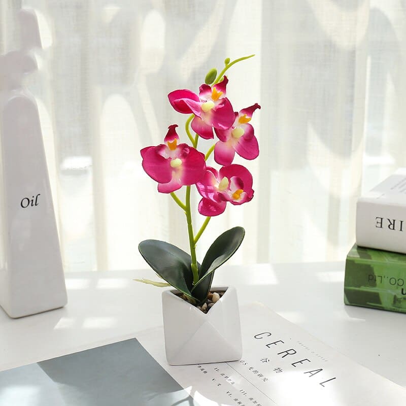 Orchidée Phalaenopsis Blanche en Pot