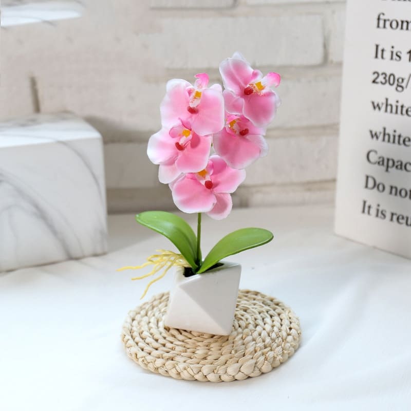 Orchidée Phalaenopsis Blanche en Pot