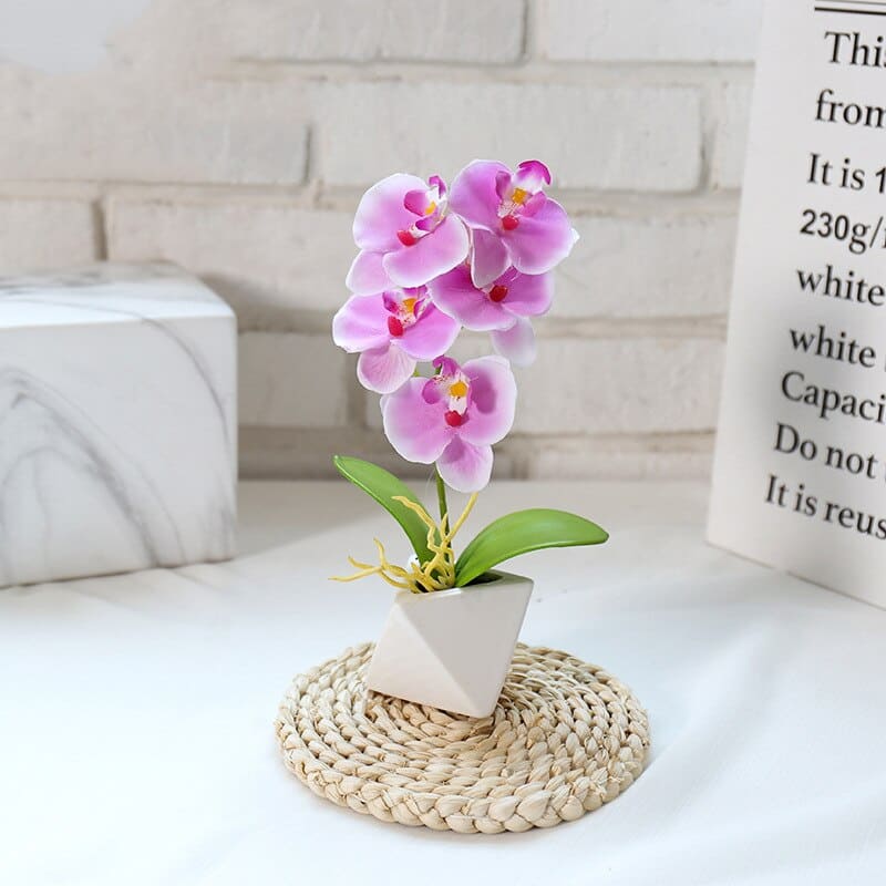 Orchidée Phalaenopsis Blanche en Pot