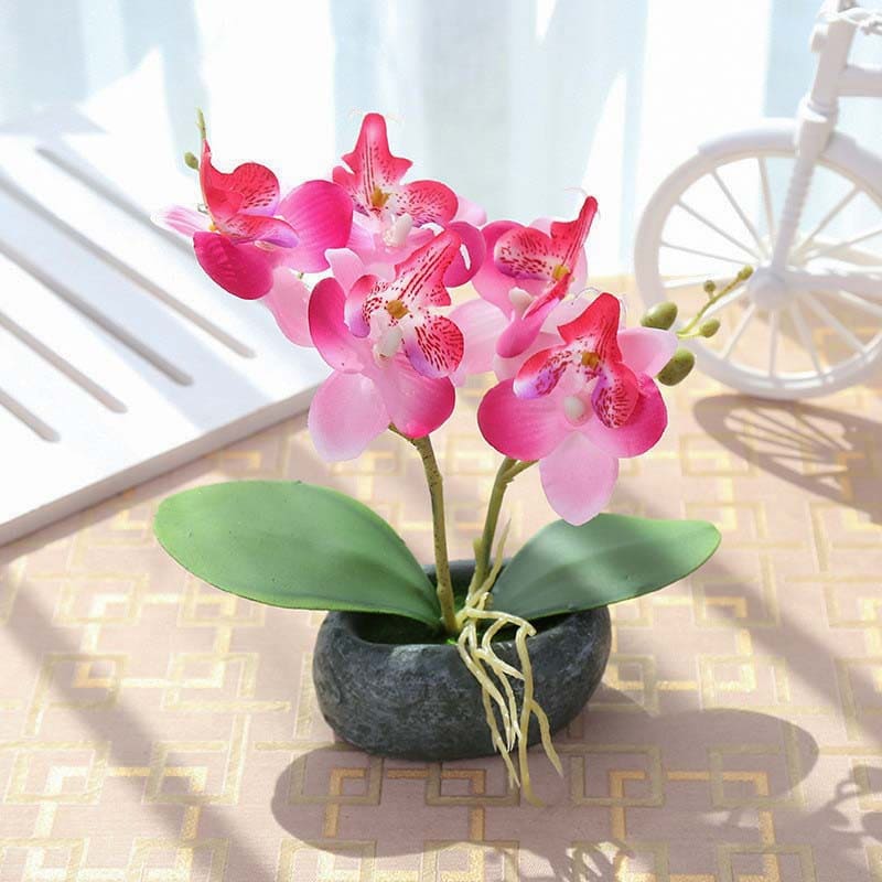 Orchidée Miniature