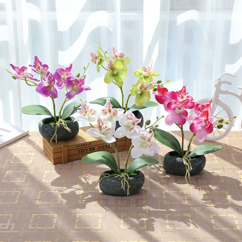 Orchidée Miniature