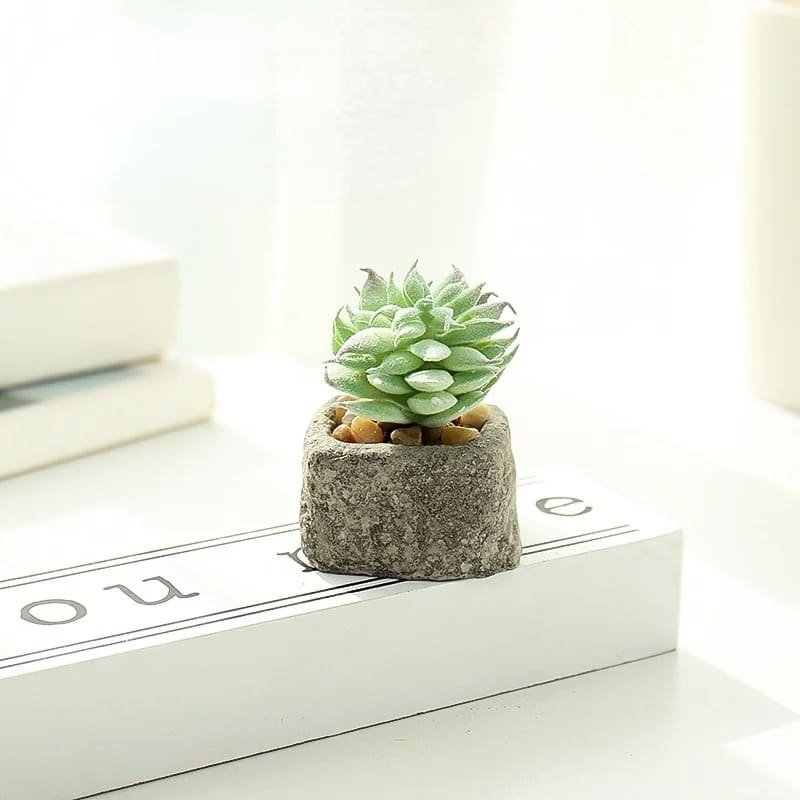 Plante Grasse Artificielle Compacte