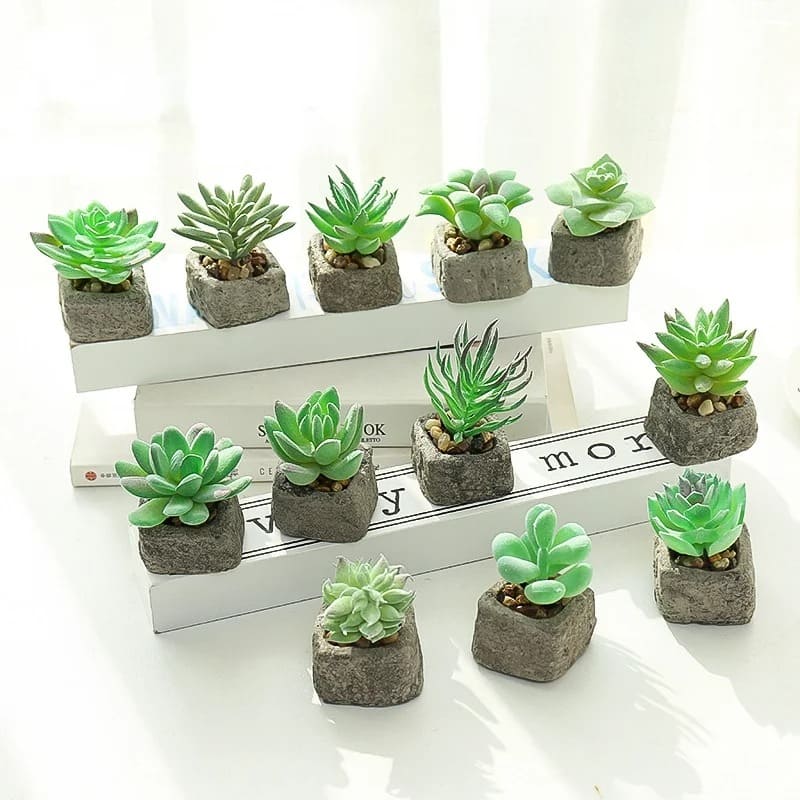 Plante Grasse Artificielle Compacte