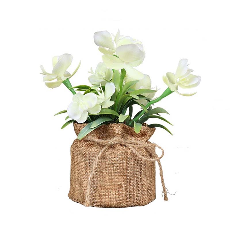 Fleurs en Pot : Petites Fleurs Décoratives