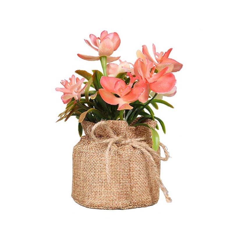 Fleurs en Pot : Petites Fleurs Décoratives