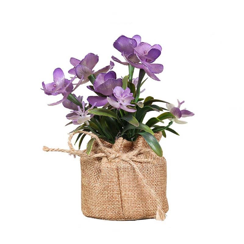 Fleurs en Pot : Petites Fleurs Décoratives