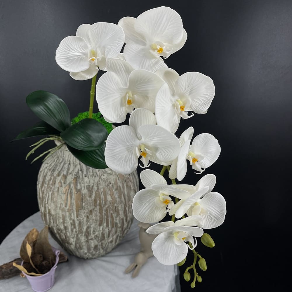 Phalaenopsis Blanc Géant