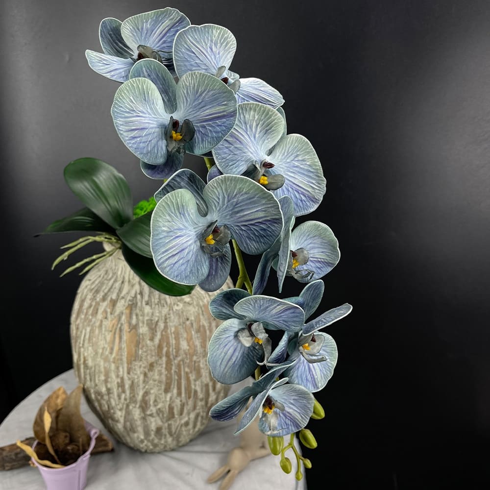 Phalaenopsis Blanc Géant