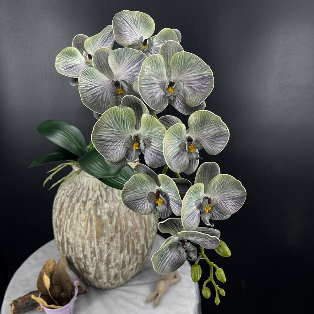 Phalaenopsis Blanc Géant