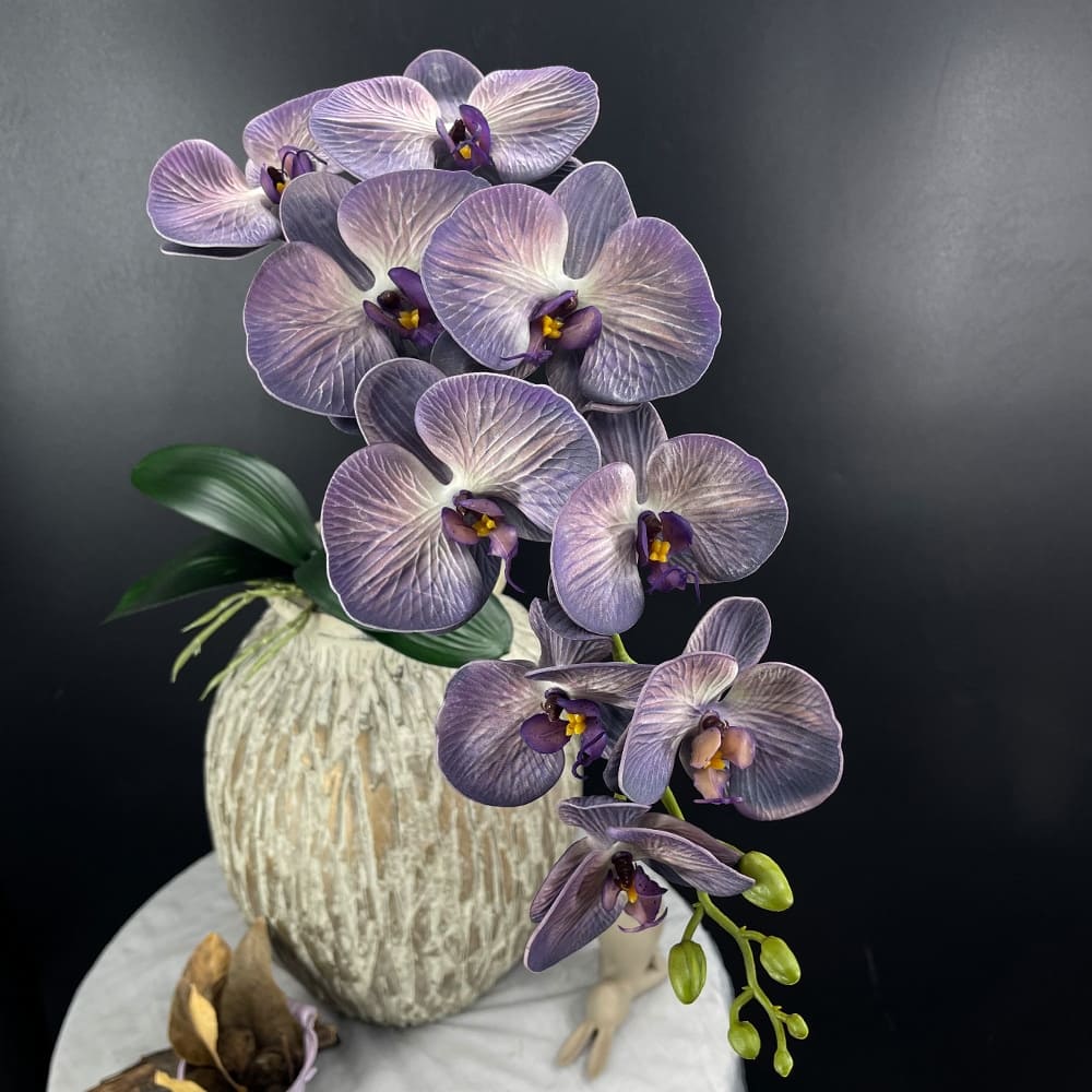 Phalaenopsis Blanc Géant