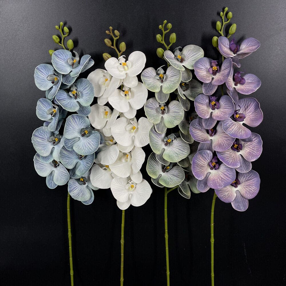 Phalaenopsis Blanc Géant