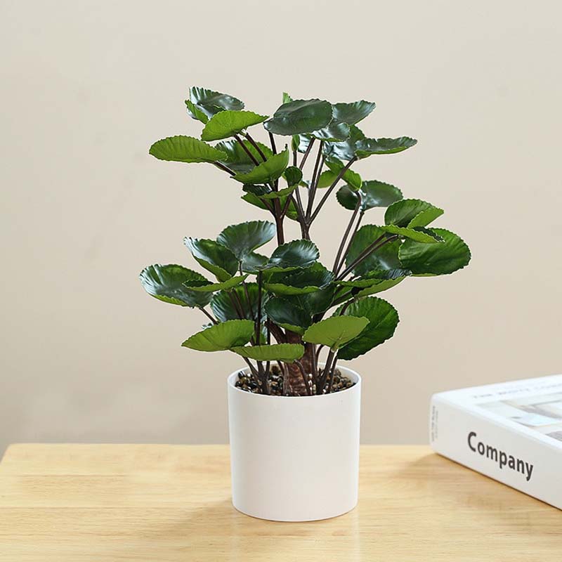 Plante Polyscias Green Harmony
