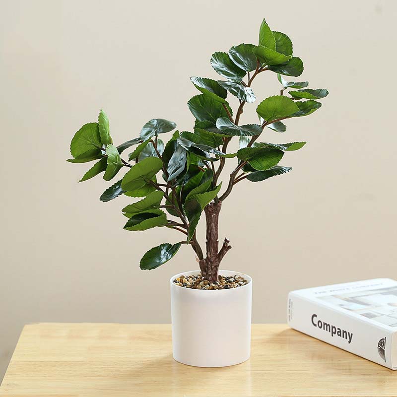 Plante Polyscias Green Harmony