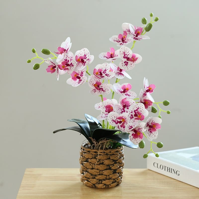 Orchidées exotiques
