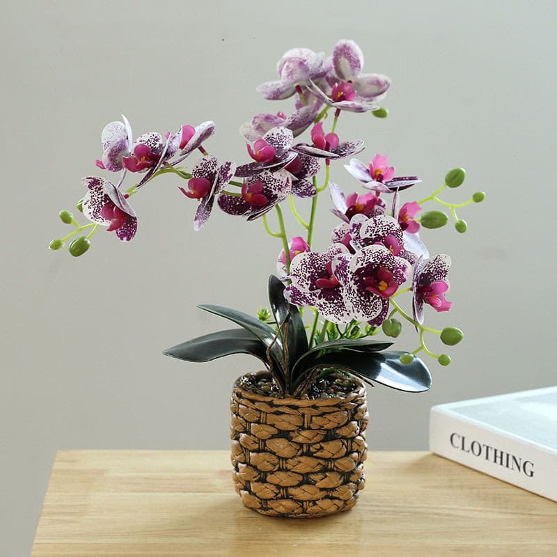 Orchidées exotiques