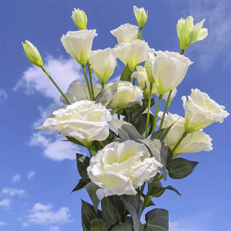 Prairie Gentian Violet