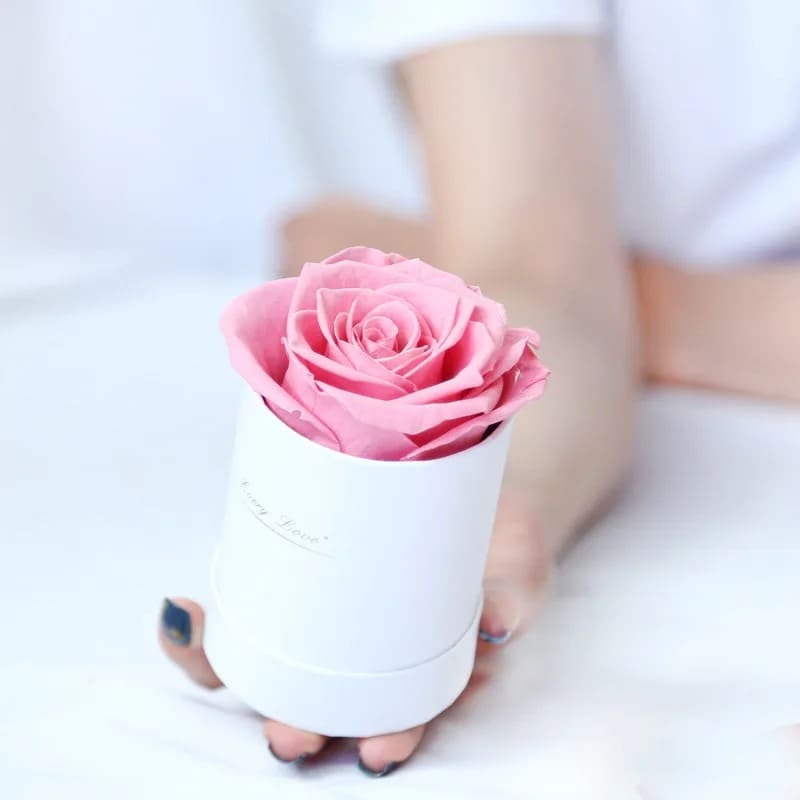 Rose Éternelle Abordable