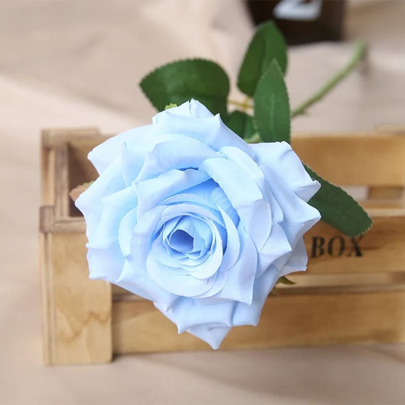 Rose Pas Cher