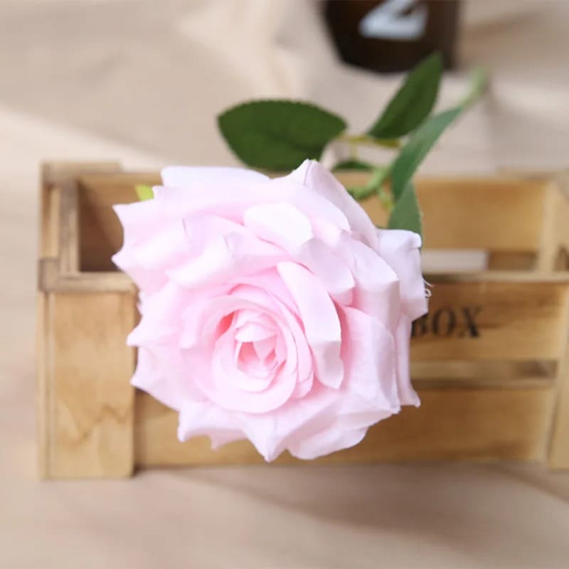Rose Pas Cher