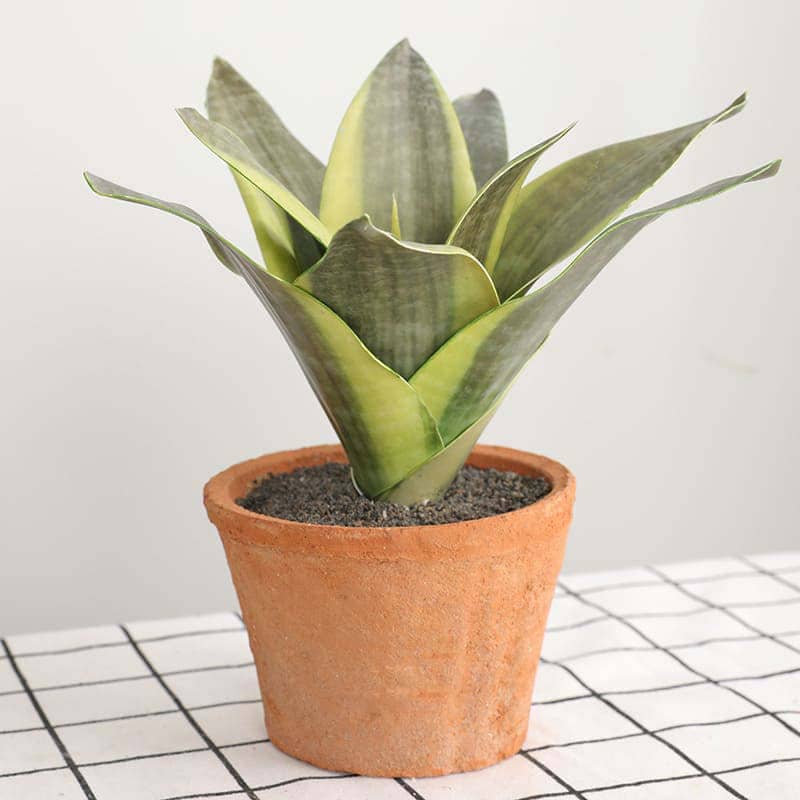 Sansevieria Mini Silver