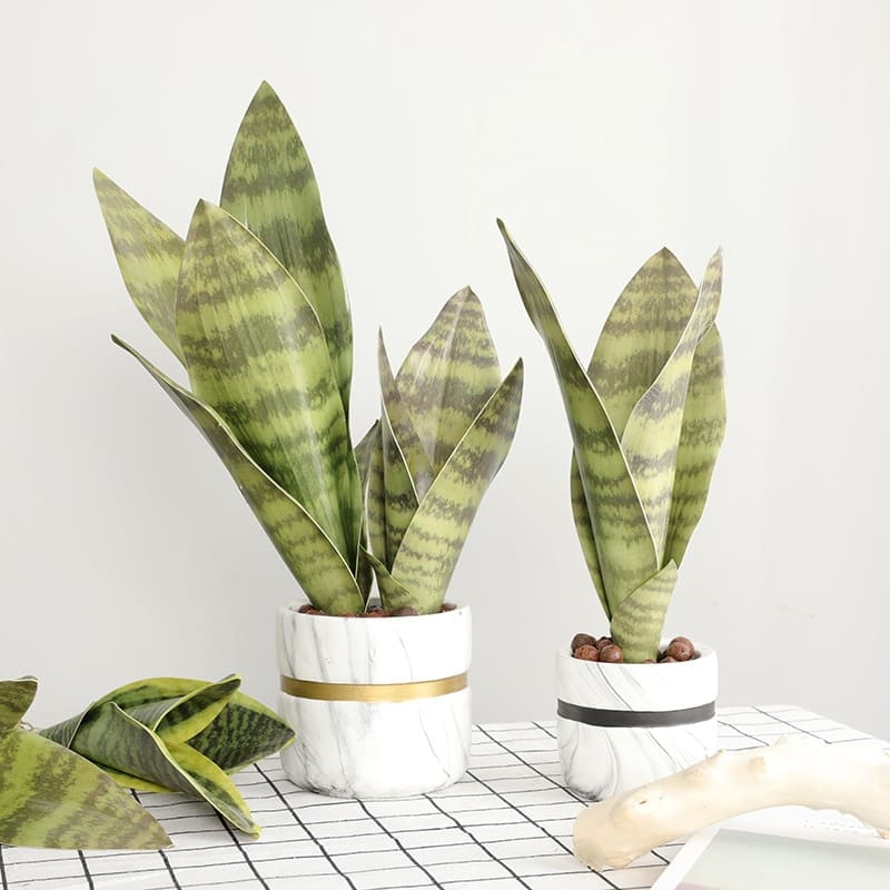 Sansevieria Trifasciata