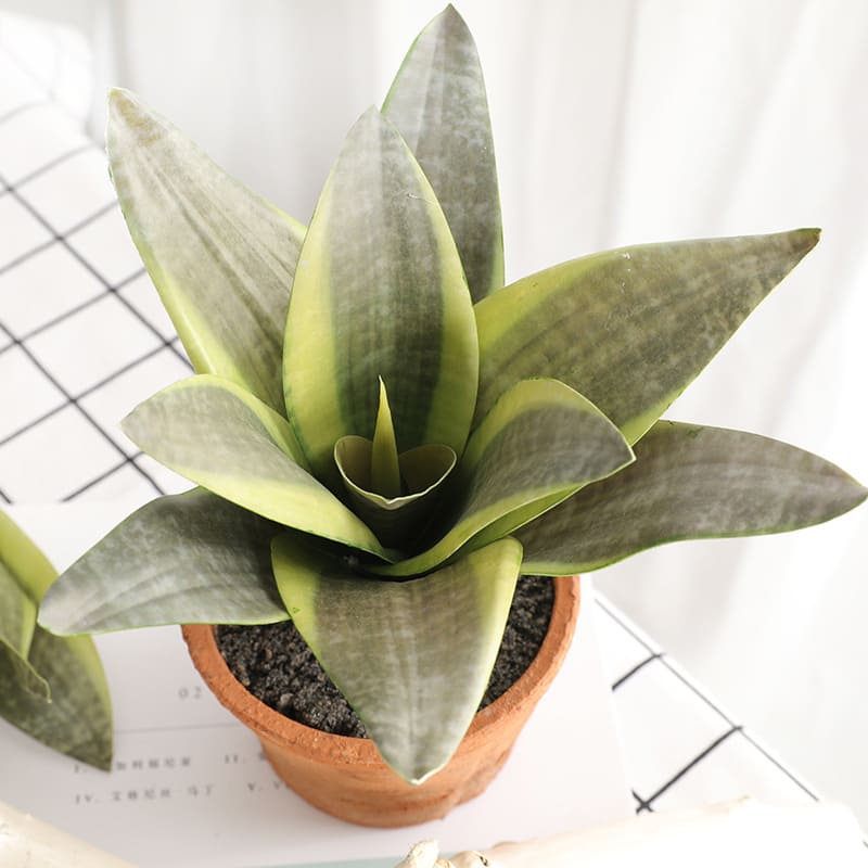 Sansevieria Mini Silver