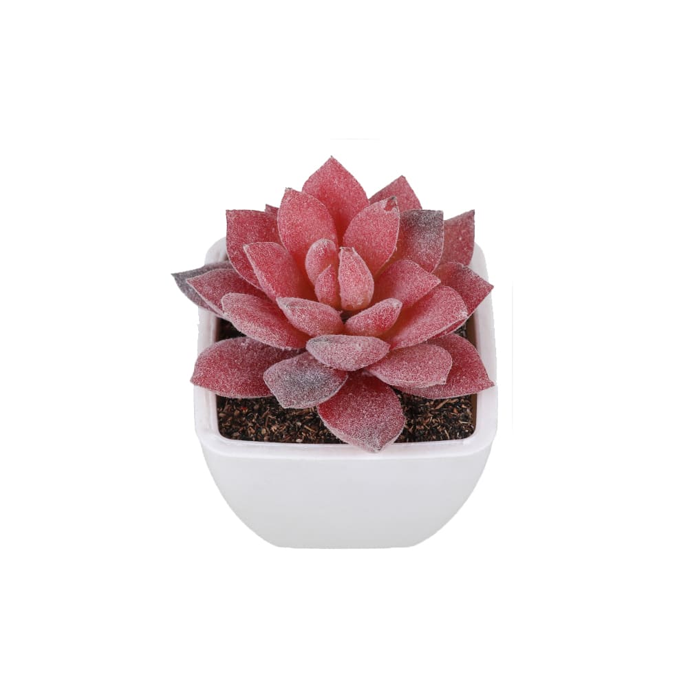 Succulentes Artificielles de Qualité Premium
