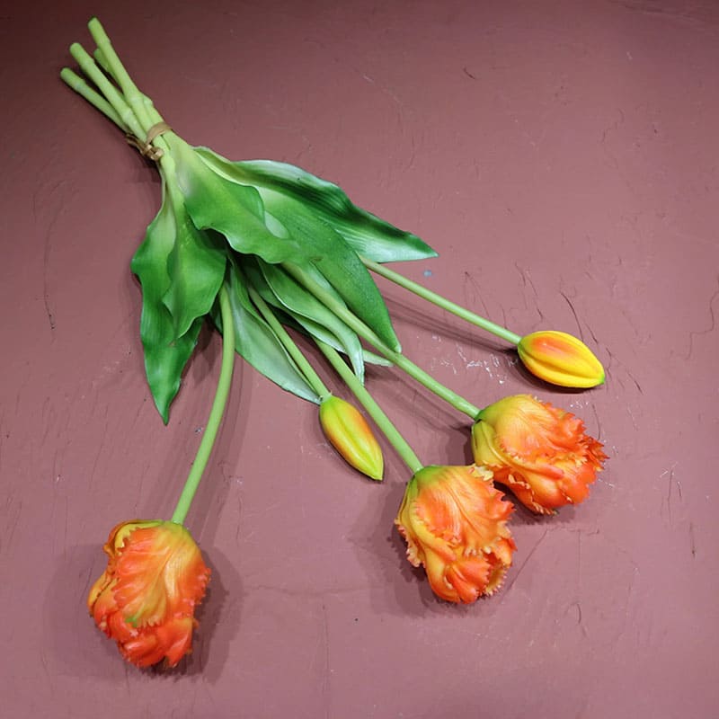 Tulipes Perroquet Premium.