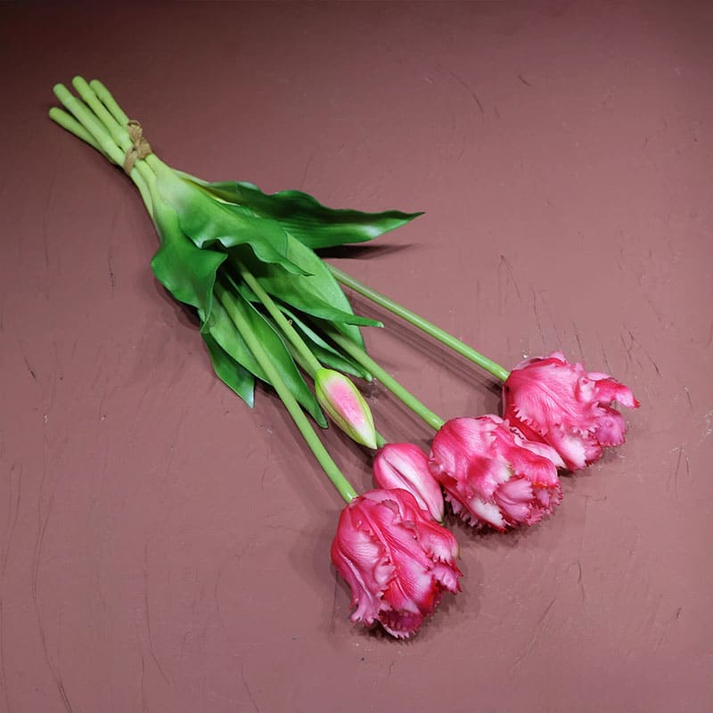 Tulipes Perroquet Premium.