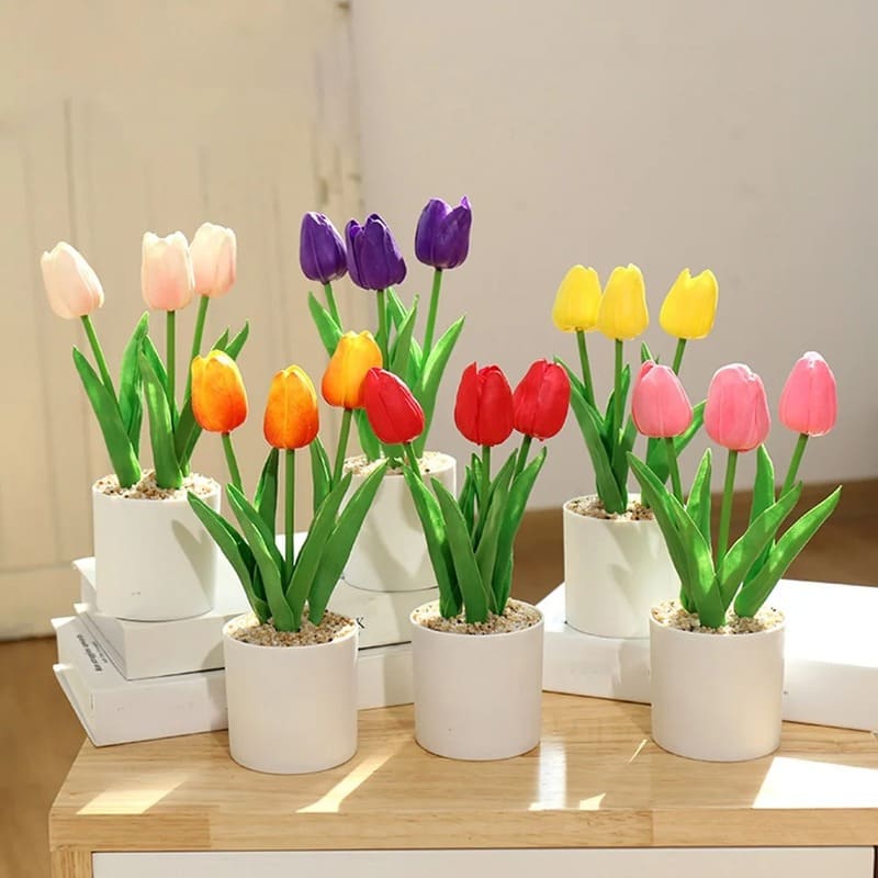Tulipes en Pot