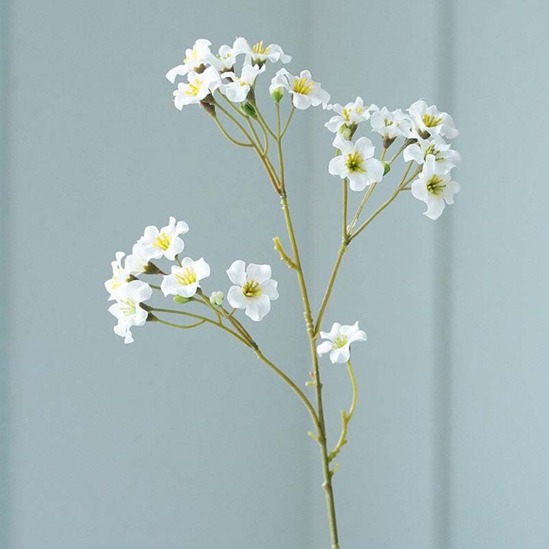 *Vernicia Fordii - Huile Végétale Bio 100% Pure* devient *Vernicia Fordii*
