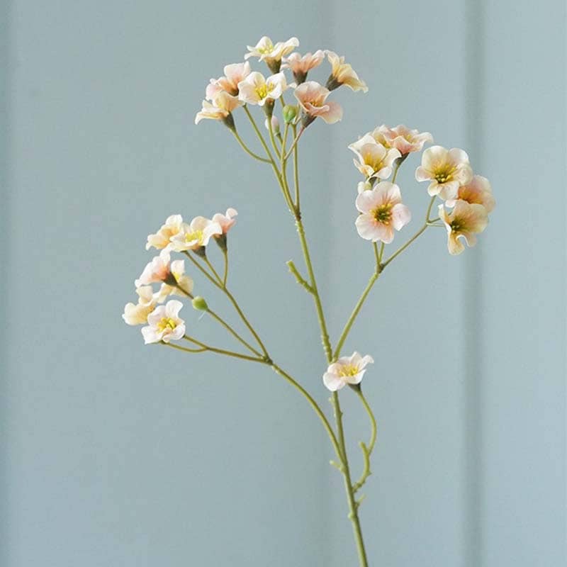 *Vernicia Fordii - Huile Végétale Bio 100% Pure* devient *Vernicia Fordii*