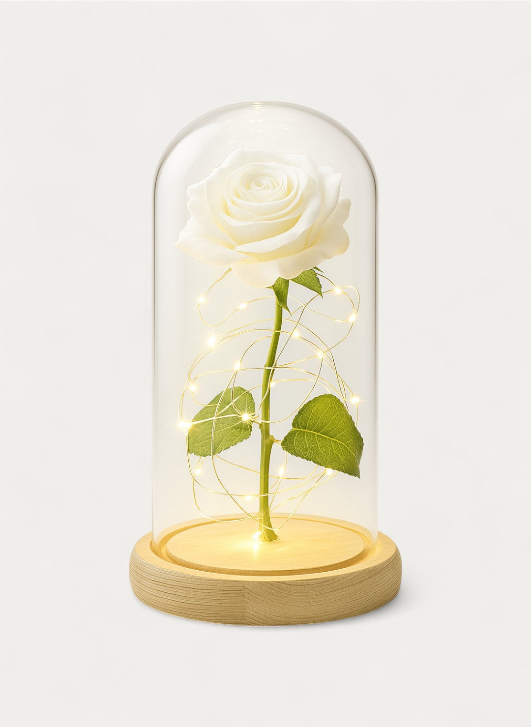 Rose Éternelle sous Cloche