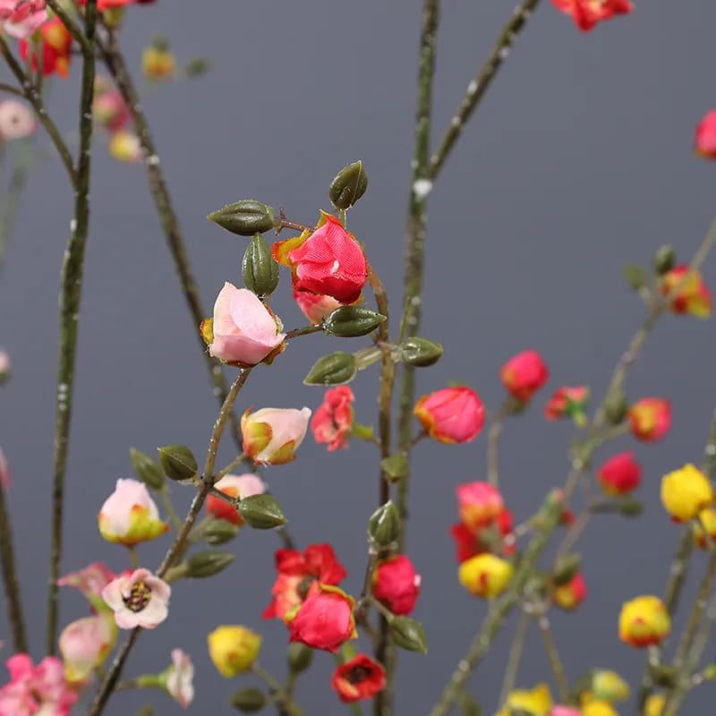 Cognassier du Japon: Variété Koromo
