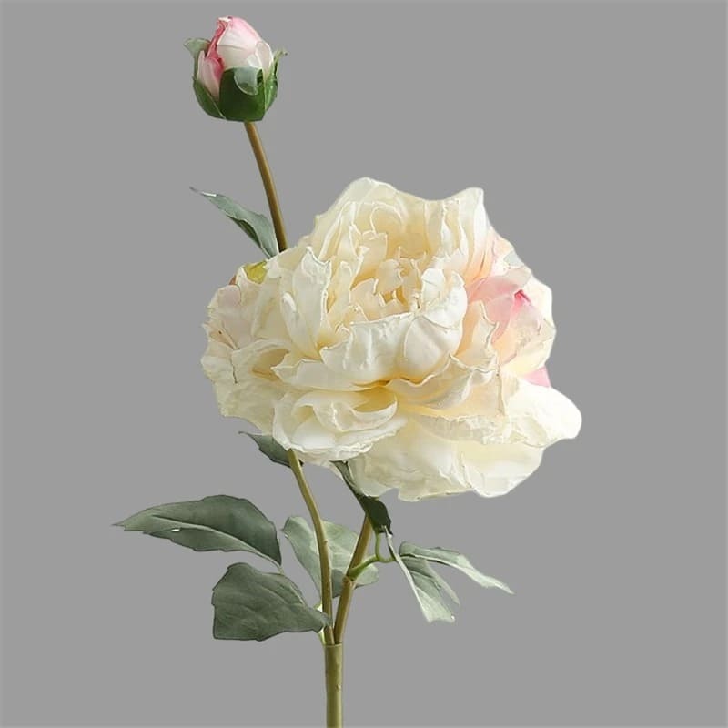 Pivoines Arbustives.