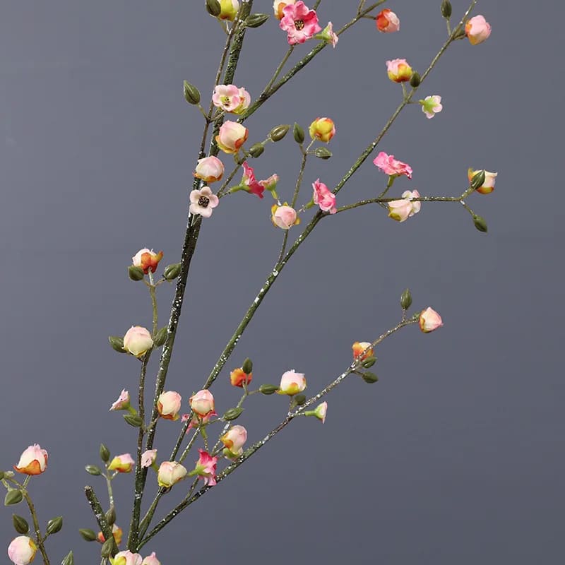 Cognassier du Japon: Variété Koromo
